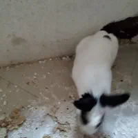 خرگوش کاملا بی آزار بدلیل مسافرت فروشی