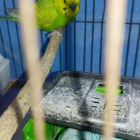 مرغ عشق با جوجه