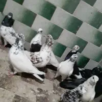 کفترتهرانی ۱۳تا