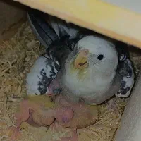 خریدار عروس هلندی شما فروشی هم موجوده|پرنده|لاهیجان, لیالستان|دیوار