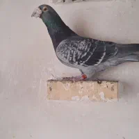 چین|پرنده|خرمشهر, |دیوار