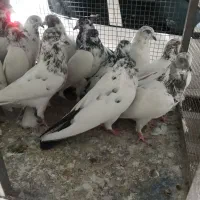 کبوتر|پرنده|بروجن, |دیوار