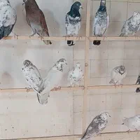 کبوتر.کفتر.شهرستانی (زوردار)|پرنده|کرمانشاه, |دیوار