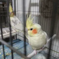 انواع قناری مرغ و کبوتر|پرنده|خمینی‌شهر, |دیوار