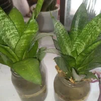 گل اپارتمانی