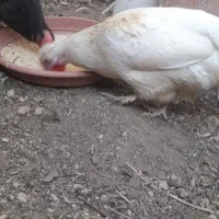 ۸عدد مرغ تخم گذار دونه ایی ۱ تومن یکجایی