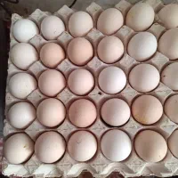 تخم مرغ نطفه دار از مرغ سیاه