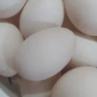 تخم اردک