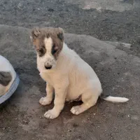 یک عدد کوچ سگ هفتاد روزه|سگ|فردوس (خراسان), |دیوار