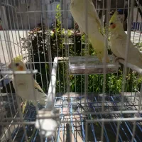 عروس هلندی