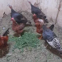 فروش مرغ و خروس بوقلمون