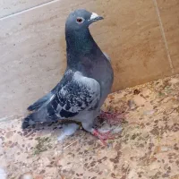 کفتر|پرنده|اهواز, شهرک برق|دیوار
