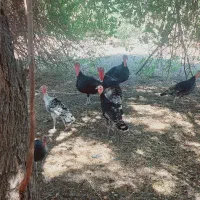 بقلمون نر ارزوئیه