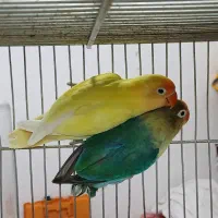 طوطی برزیلی (کوتوله)