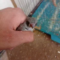 فنچ|پرنده|کرمان, |دیوار