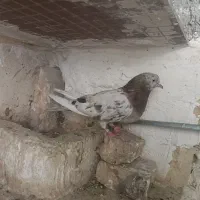 سرور آتیشی ماده