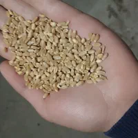 گندم آبی  فوق‌العاده