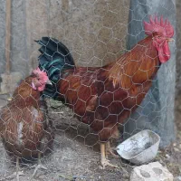 خروس درشت محلی و مرغ تخم گذار