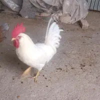 خروس مخصوص خونریزی