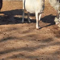 فروش دام زنده|حیوانات مزرعه|گلوگاه بابل (گلیا), |دیوار