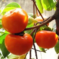 پکیج 5 عدد نهال میوه فقط 350 تومن