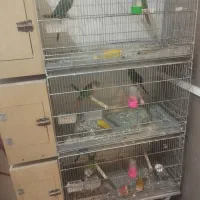 ۳جفت گرینچیک مولد