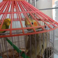 عروس هلندی ماده و مرغ عشق نر