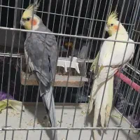عروس هلندی