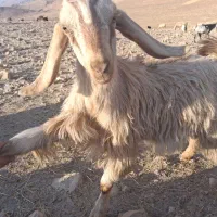 کهره|حیوانات مزرعه|دهدشت, |دیوار