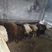 بره نر