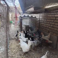 مرغ لری پنگونی