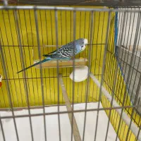 مرغ عشق|پرنده|تهران, فلاح|دیوار