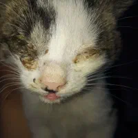 گربه شیرین|گربه|مراغه, |دیوار