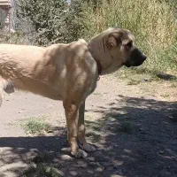 سگ پژدر|سگ|سنندج, |دیوار