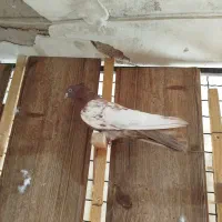 سینه سرخ نر