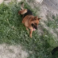 واگذاری دو عدد ژرمن ۳عدد توله رنگ بلک|سگ|مشهد, رضاشهر|دیوار