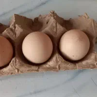 تخم اشامو اصل دوسر اشامو