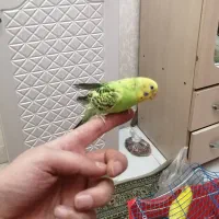 مرغ عشق دستی