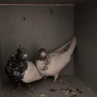 کبوتر نقش و پرشی|پرنده|گرمسار, |دیوار