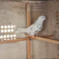 کبوتر پرشی عالی