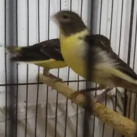 قناری|پرنده|ساروق, |دیوار