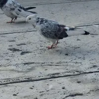 کبوتر|پرنده|شاهدشهر, |دیوار