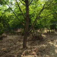 فروش باغچه ۵۵۰متری|فروش زمین و ملک کلنگی|سیدان, |دیوار