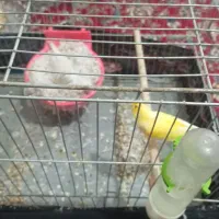 قناری|پرنده|فارسان, |دیوار