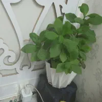 صندلی راک۳۵۰۰|صندلی و نیمکت|مشهد, جاهد شهر|دیوار