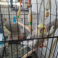 عروس و هلندی نرو ماده|پرنده|پردیس, فاز ۸|دیوار