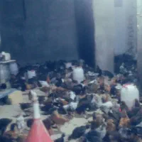 جوجه محلی