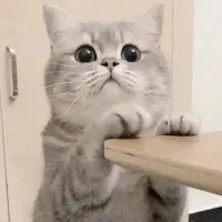 واگذاری گربه