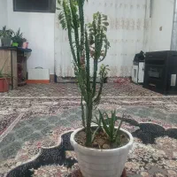 گل آپارتمانی طبیعی|گل و گیاه طبیعی|خمینیشهر, |دیوار