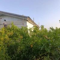 فروش باغ نقلی و سرسبز زیر قیمت|فروش زمین و ملک کلنگی|ساوه, |دیوار